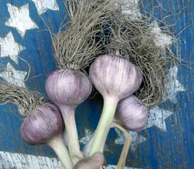 Shantang Purple Garlic in a ring of stars by Susan Fluegel at Grey Duck Garlic