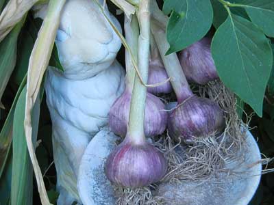 Shantung Purple garlic bulbs in Rabbit Bowl by Susan Fluegel at Grey Duck Garlic