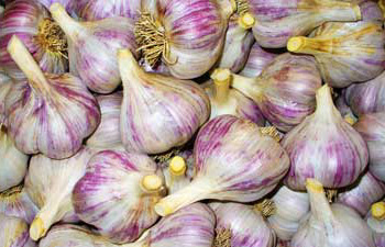 Siberian garlic by Susan Fluegel at Grey Duck Garlic 