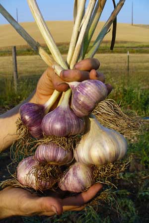 Grey Duck Garlic, Siberian garlic fresh from the field