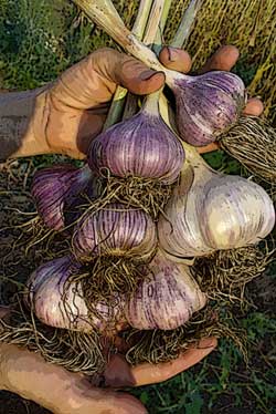 Grey Duck Garlic, Siberian garlic bulbs