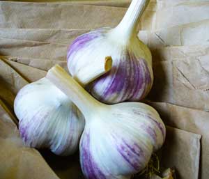 Siberian hardneck garlic bulbs on paper bags by Susan Fluegel at Grey Duck Garlic