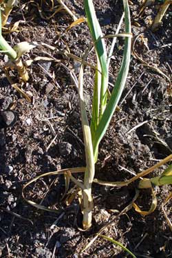 Grey Duck Garlic, garlic ready for harvest