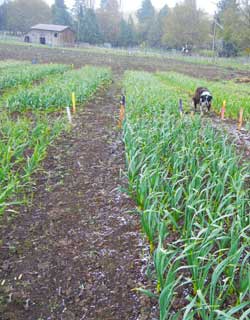 Tara disapproves of snow in the garlic in april by Susan Fluegel at Grey Duck Garlic 