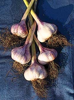 Grey Duck Garlic, Thermadrone garlic