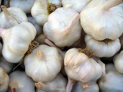 Thermadrone softneck garlic bulbs by Susan Fluegel at Grey Duck Garlic