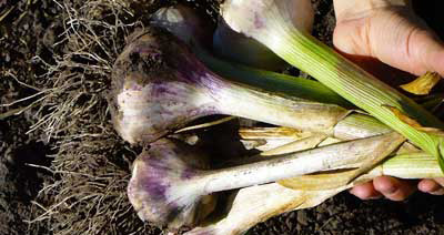 Thermadrone softneck garlic bulbs just after harvest by Susan Fluegel at Grey Duck Garlic
