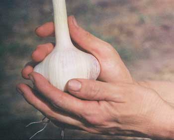 A single Thermadrone bulb in the hand  by Susan Fluegel at Grey Duck Garlic