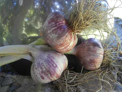 Tzan garlic bulbs by mirror ball by Susan Fluegel at Grey Duck Garlic