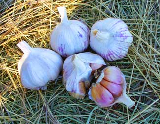 Turban garlic on straw showing cloves by Susan Fluegel at Grey Duck Garlic