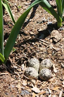 Plover eggs in garlic bed by Susan Fluegel at Grey Duck Garlic