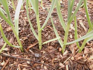 Green garlic in rows by Susan Fluegel at Grey Duck Garlic
