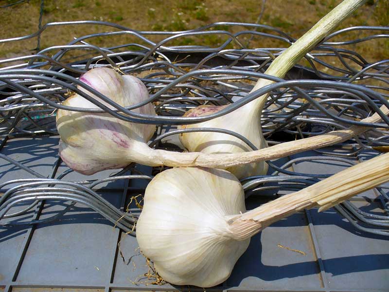 Garlic on wire by Susan Fluegel at Grey Duck Garlic