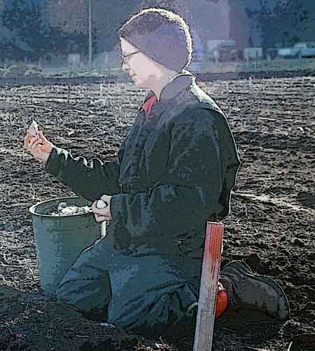 Grey Duck Garlic planting season