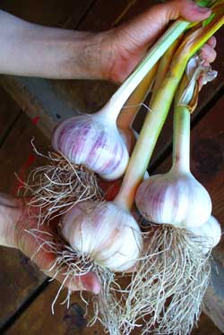 Grey Duck Garlic, handful of garlic