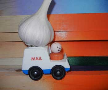 Mailing organic garlic