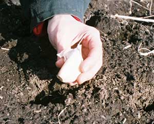 Planting gourmet garlic