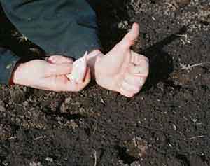 The right way to plant organic garlic cloves