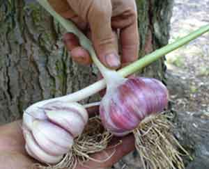 Garlic planted upside down
