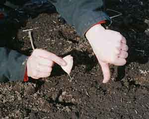 The wrong way to plant organic garlic cloves