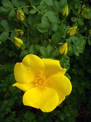 Yellow rose in full bloom by Susan Fluegel at Grey Duck Garlic