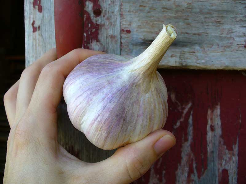 Bogytyr bulb by Susan Fluegel at Grey Duck Garlic