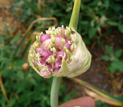 Bogatyr garlic bulbils by Susan Fluegel at Grey Duck Garlic