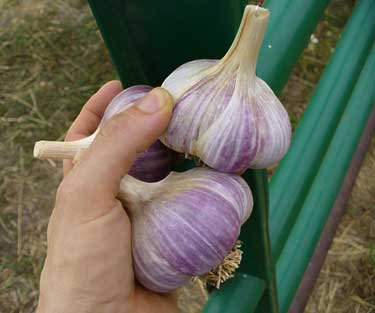 Bogytr garlic bulbs by Suan Fluegel at Grey Duck Garlic