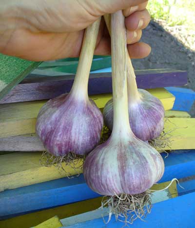 Bogatyr hardneck garlic bulbs on colorful wooden stakes by Susan Fluegel at Grey Duck Garlic