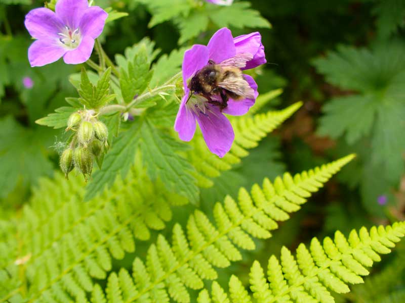 Bumblebee on wild geranium flower by Susan Fluegel at Grey Duck Garlic