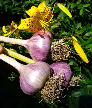 Chesnok Red garlic bulbs by yellow lily blooms by Susan Fluegel at Grey Duck Garlic