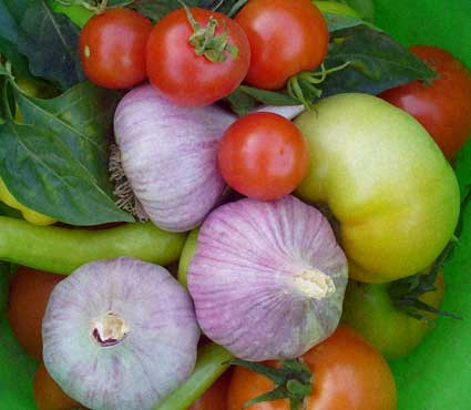 Chesnok Red garlic bulbs in bucket with tomatoes and peppers by Susan Fluegel at Grey Duck Garlic