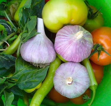 Chesnok Red garlic bulbs with tomatoes and peppers by Susan Fluegel at Grey Duck Garlic