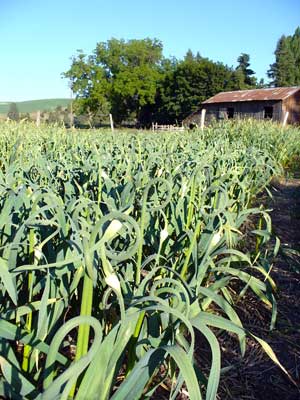 Hardneck garlic scapes by old barn by Susan Fluegel at Grey Duck Garlic