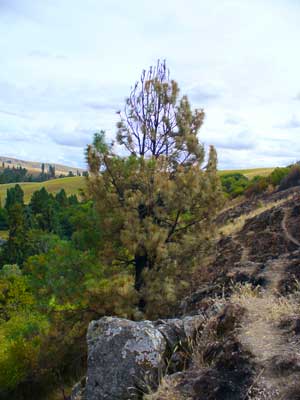 Ponderosa pine that stopped the flames by Susan Fluegel at Grey Duck Garlic