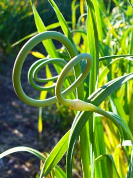 Garlic scape in early summer by Susan Fluegel at Grey Duck Garlic