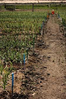 Boy explores a garlic field by Susan Fluegel at Grey Duck Garlic