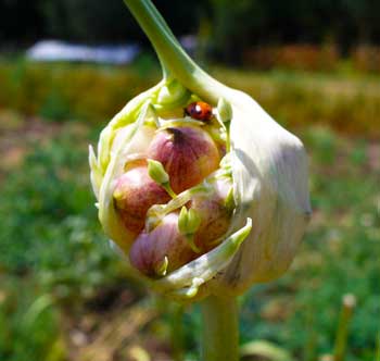 Garlic scape with ladybug by Susan Fluegel at Grey Duck Garlic