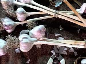 Grey Duck Garlic, photo credit Annie Edwards