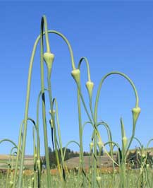 Hardneck garlic scapes by Susan Fluegel at Grey Duck Garlic 