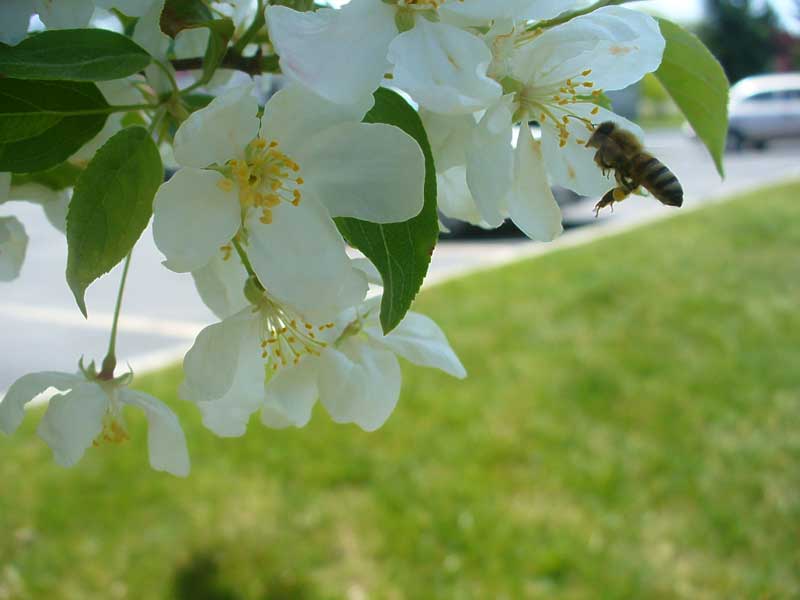 Honeybee landing on white crabapple flower by Susan Fluegel at Grey Duck Garlic