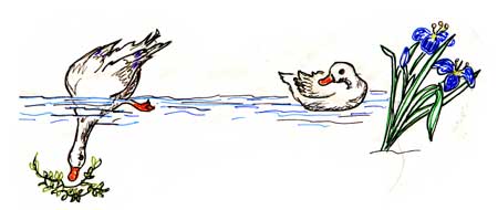 Jane's ducks by Jane Fluegel at Grey Duck Garlic