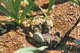 Kildeer chicks hatching in garlic field  by Susan Fluegel at Grey Duck Garlic