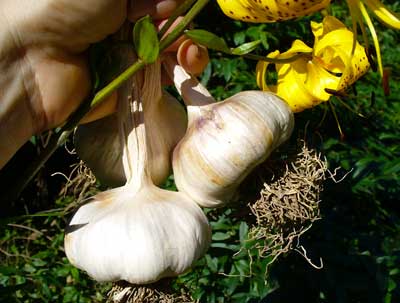 Lorez Italian softneck garlic bulbs held by yellow lily by Susan Fluegel at Grey Duck Garlic