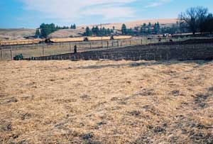 Garlic field mulched with straw by Susan Fluegel at Grey Duck Garlic 