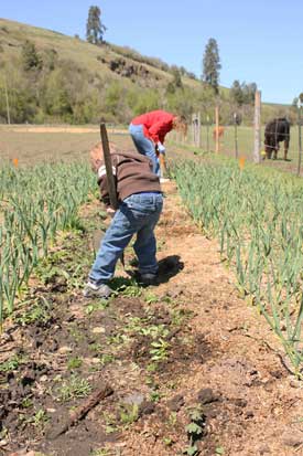 Nate weeds the garlic fieldby Susan Fluegel at Grey Duck Garlic 