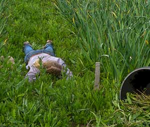 The hard way to weed garlic by Susan Fluegel at Grey Duck Garlic