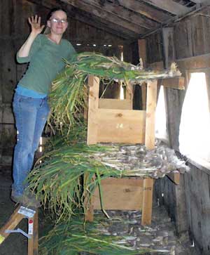 Patty uses garlic racks to dry our harvest by Susan Fluegel at Grey Duck Garlic