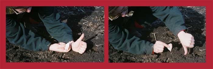 Grey Duck Garlic, Patty demonstrates how to plant a garlic clove