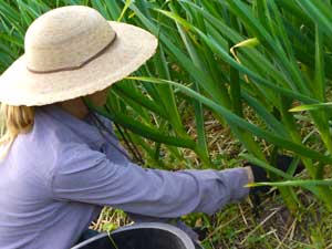 Woman weeding garlic by Susan Fluegel at Grey Duck Garlic